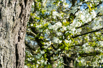 apple tree blossom in frankfurt
