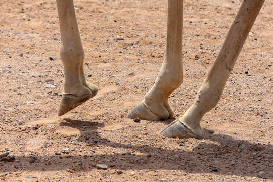Rothschild Giraffe (Giraffa camelopardalis rothschildi) feet close up looking at the hooves walking the hot sunshine and desert sand.