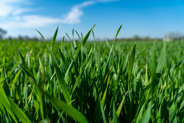 close up of green gras in springtime, frankfurt