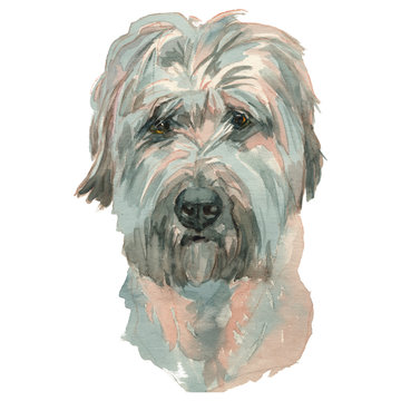 The Sapsali dog watercolor hand painted dog portrait