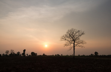 silhouette of tree at sunset