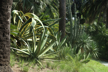 Mediterranean garden mit agave plants and lush vegetation