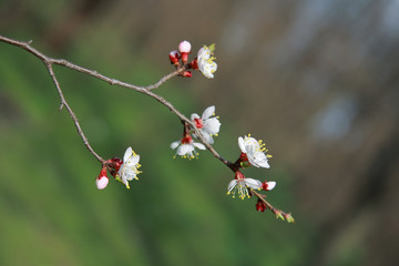 Blooming apricot-tree