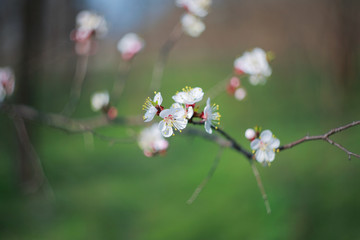 Blooming apricot-tree