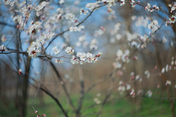 Blooming apricot-tree