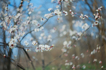 Blooming apricot-tree