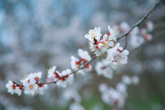 Blooming apricot-tree