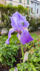 blue iris in the garden