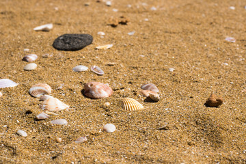 Sea shells on sand. Summer beach background