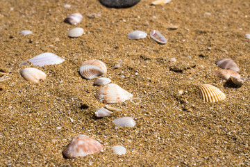 Sea shells on sand. Summer beach background