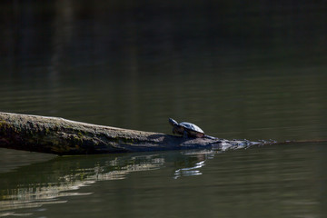 Schildkröte im See