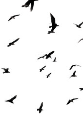 Obraz na płótnie Canvas Illustration of birds flying isolated on white background. For poster, banner and postcard.
