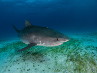 Obraz na płótnie Canvas Torpedo Tiger Shark