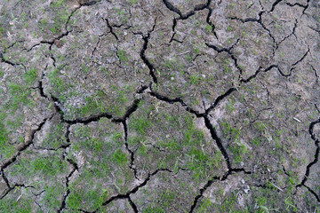 The soil surface is cracked and has small grass covered.