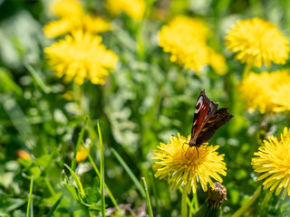 european peacock on dandelion, frankfurt, germany