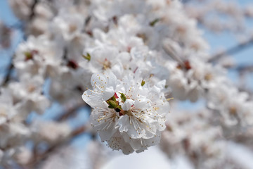 apricot tree in bloom in spring close up.