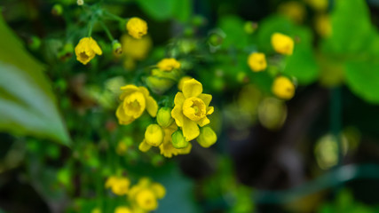 yellow flower