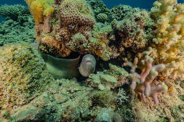 Moray eel Mooray lycodontis undulatus in the Red Sea, eilat israel