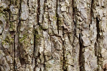 A close view of the tree bark texture surface.