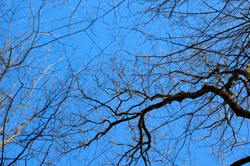 The bright blue sky though the bare tree branches.