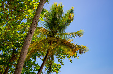 Panorama plage de la Datcha Les Gosier Grande Terre Guadeloupe France