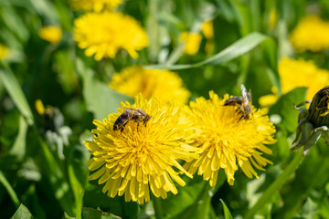 bees on dandelion flowers, frankfurt, germany