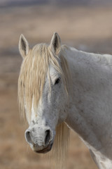 Obraz premium Wild Horse Close Up Portrait