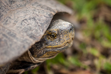 Close up head of turtle