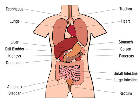 Inner organs chart - anatomy diagram with internal organs and appropriate names - isolated vector illustration on white background.