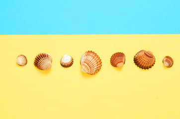 Sea shells pattern on  turquoise and yellow paper background. Summer concept. Flat lay, top view - Image