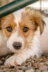 Cute Mixed Breed Puppy waiting to be adopted- German Shepherd Border Collie Mix Puppy Outside Under Park Bench