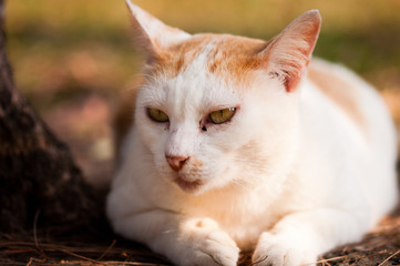 close up stray cat lying