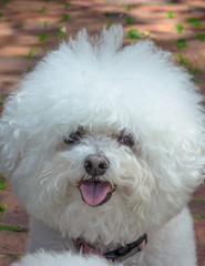 White Bichon Frise Dog with Pink Tongue and Fluffy Fur - Cute and Friendly Old Senior Dog with Cataracts in Backyard