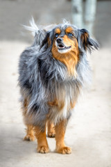 Australian Shepherd Mix with Blue Eyes and Long Hair - Grey, Brown, White, Black Spots - Friendly Smiling Dog Looking to Left