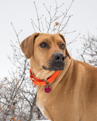 Large  Rhodesian Ridgeback with Beautiful Brown Eyes wearing Orange Collar Looks to Side - Outside on Snowy Winter Day - Hike