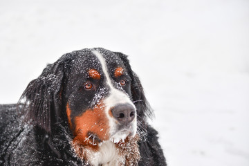 Bernese Mountain Dog in Snow with Frozen Whiskers and Snowflakes on Fur - Profile Looking Right