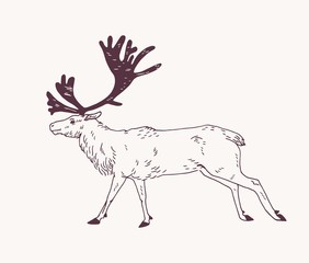 Male deer, reindeer or stag with gorgeous antlers hand drawn with contour lines on light background. Decorative drawing of graceful forest ruminant animal, side view. Monochrome vector illustration.