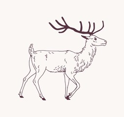 Elegant outline drawing of walking male deer, reindeer or stag with beautiful antlers. Gorgeous forest animal drawn with contour lines on light background. Side view. Monochrome vector illustration.