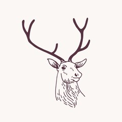 Beautiful drawing or sketch of head of male deer, reindeer or stag with elegant antlers. Forest animal drawn with contour lines on light background. Monochrome vector illustration in vintage style.