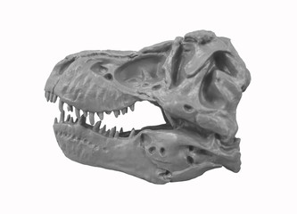 T-Rex Tyrannosaurus Rex skull : Tyrannosaurus Rex skull model / Isolated white