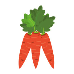 Carrots fresh vegetables cartoon