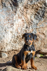 Black and Tan Brown Puppy German Shepherd Rottweiler Mix Young Dog Up for Adoption at Animal Shelter (Aspen, Colorado)