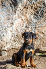 Black and Tan Brown Puppy German Shepherd Rottweiler Mix Young Dog Up for Adoption at Animal...