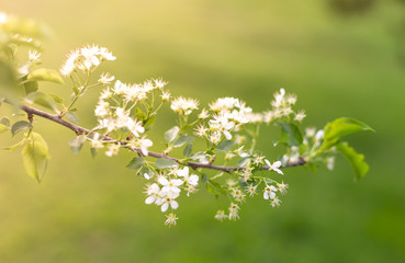 spring flowering tree