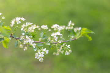 spring flowering tree
