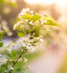 spring flowering tree