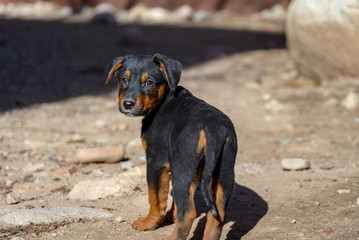 Black and Tan Brown Puppy German Shepherd Rottweiler Mix Young Dog Up for Adoption at Animal Shelter (Aspen, Colorado)