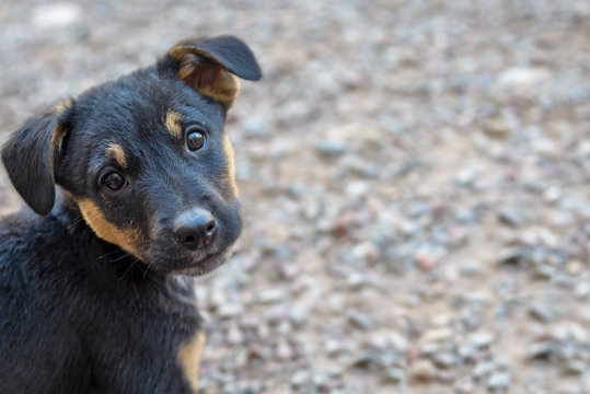 Black and Tan Brown Puppy German Shepherd Rottweiler Mix Young Dog Up for Adoption at Animal Shelter (Aspen, Colorado)