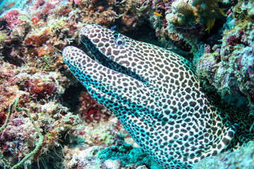 Moray’s head with opened mouth, close up.