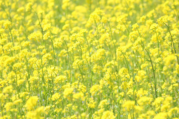 Obraz premium 菜の花